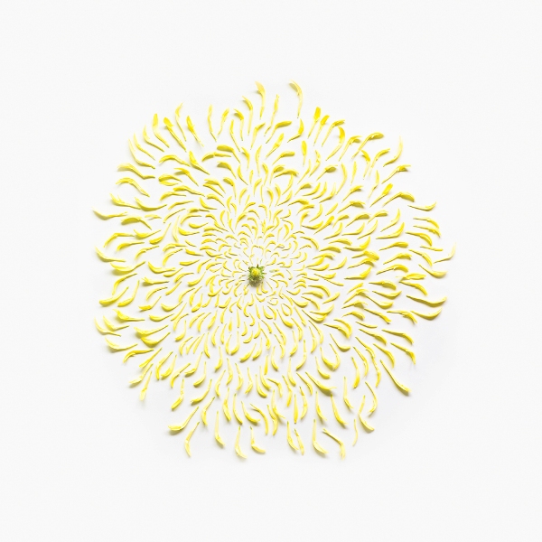 Qi-Wei-Photography-Chrysanthemum-